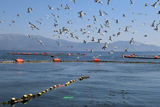 養魚場