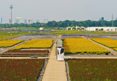 花卉農園