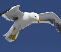 Gull