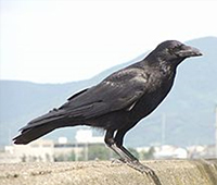 Crow