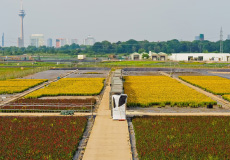 Petal Farm